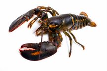 lobster lobster