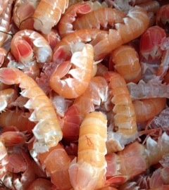 prawn01