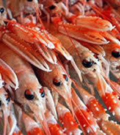 products-langoustine